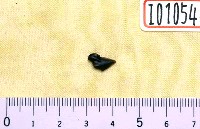 藏品(魟屬尾上棘刺化石、鎧鯊牙齒化石)的圖片